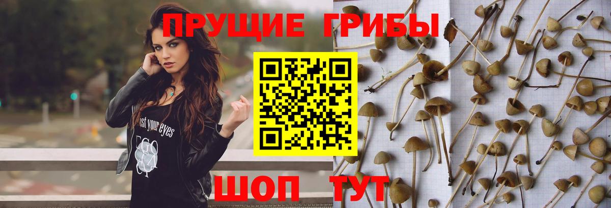 Ульяновск  Галлюциногенные грибы Psilocybe  Вход с VPN 